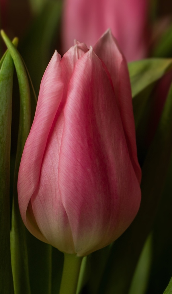 Нежные розовые весенние тюльпаны крупным планом