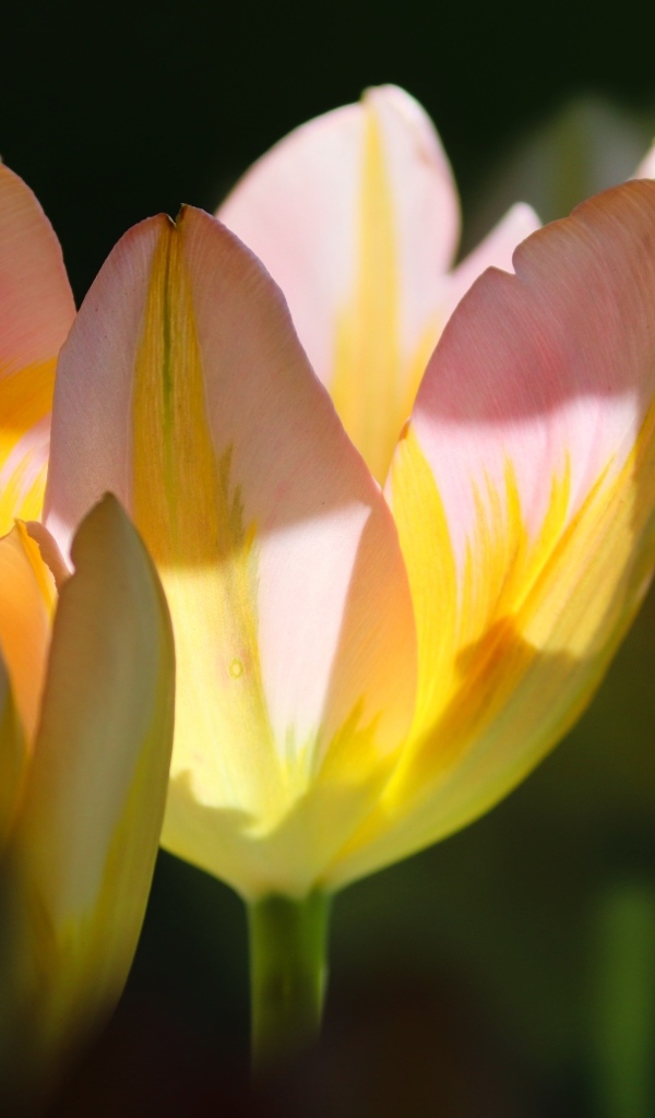 Нежные розовые тюльпаны в лучах солнца