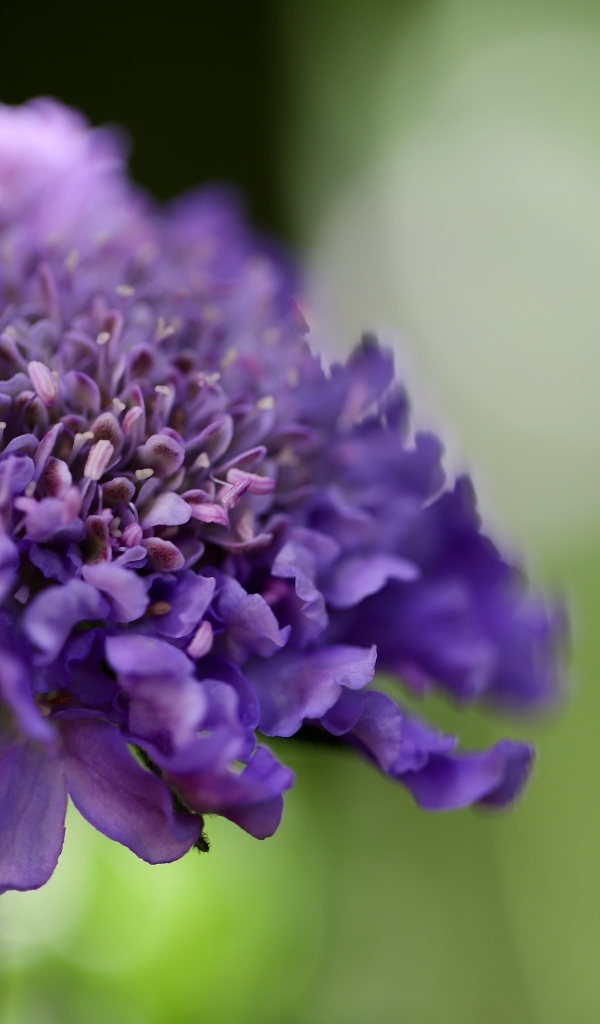 Нежный фиолетовый цветок люцида