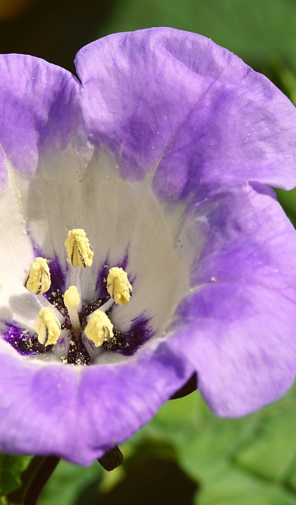 Нежный фиолетовый цветок физалодес крупным планом