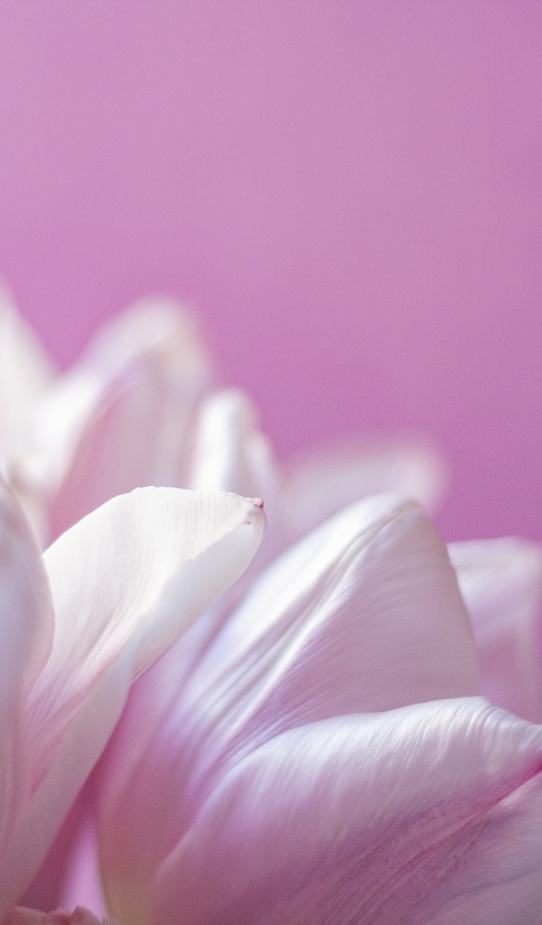 Нежные лепестки тюльпана на розовом фоне