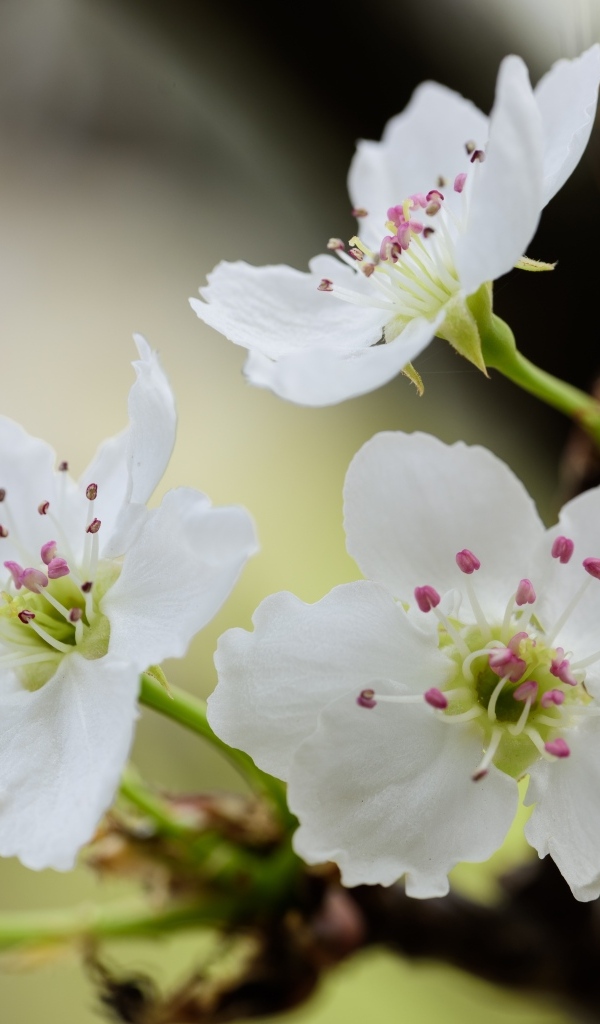 Нежные белые цветы вишни на ветках весной