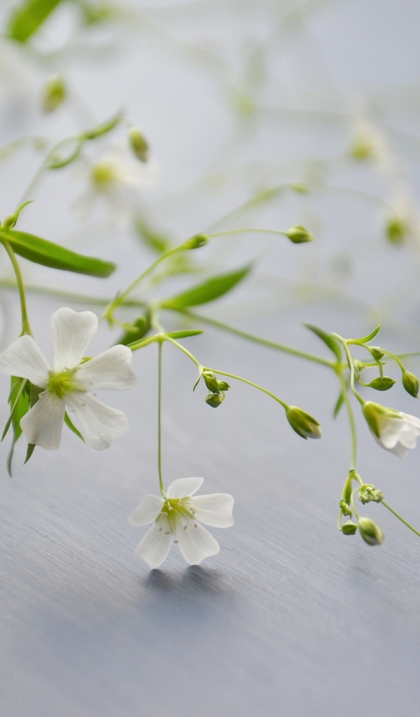 Нежные белые цветы лежат на сером столе