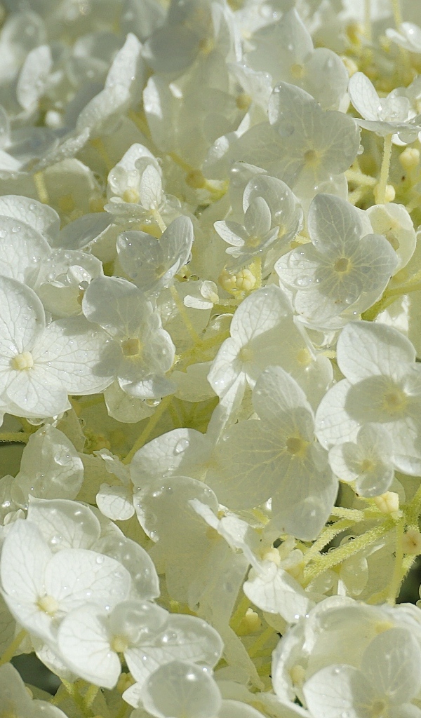 Нежный белый цветок гортензии в каплях росы