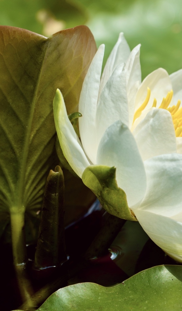 Нежный белый цветок водяной лилии в зелеными листьями