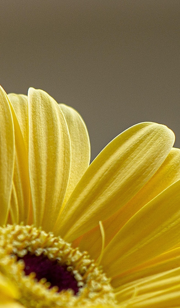 Нежные желтые лепестки герберы