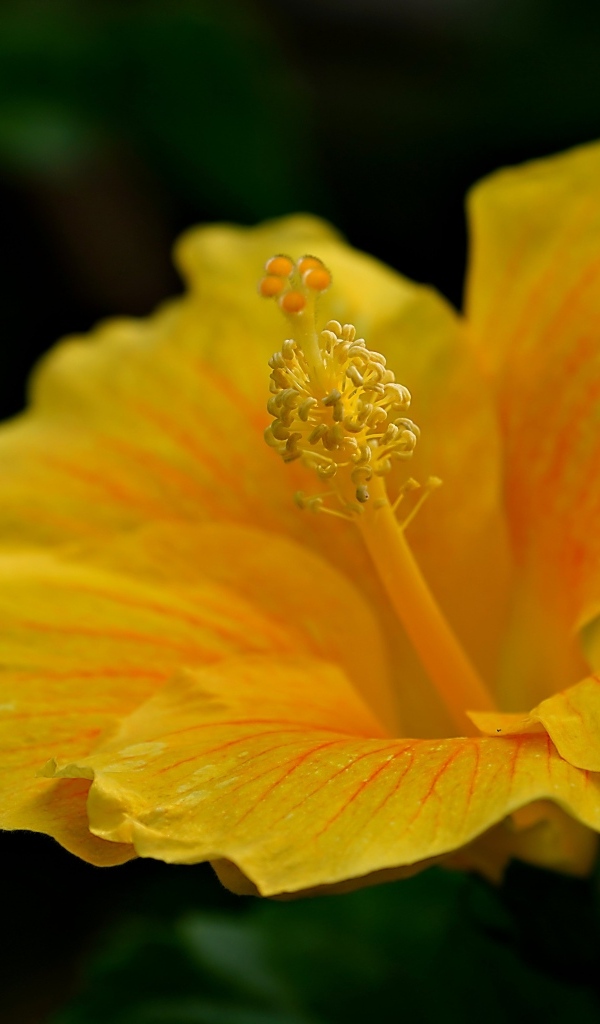 Нежный желтый цветок гибискуса крупным планом