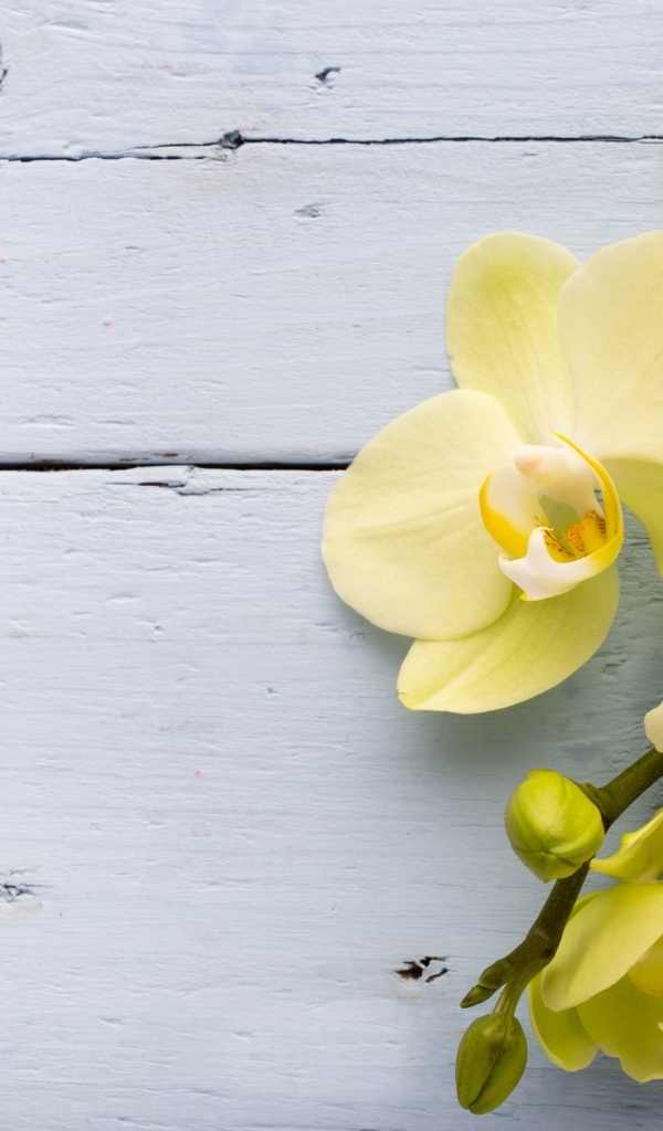 Нежные желтые орхидеи на сером фоне