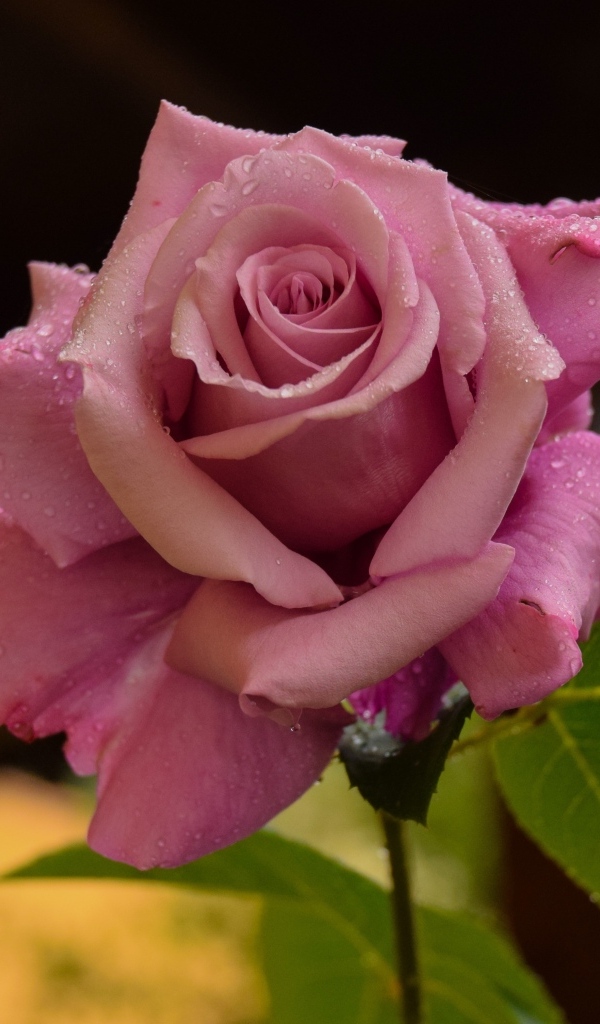 Роса на лепестках розовой розы