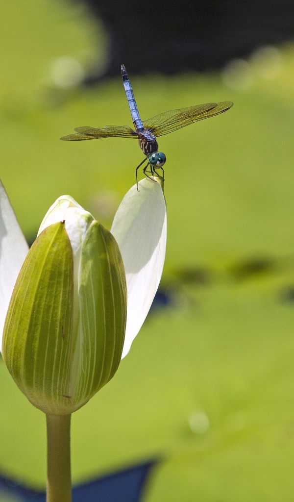 Стрекоза сидит на белом цветке водяной лилии