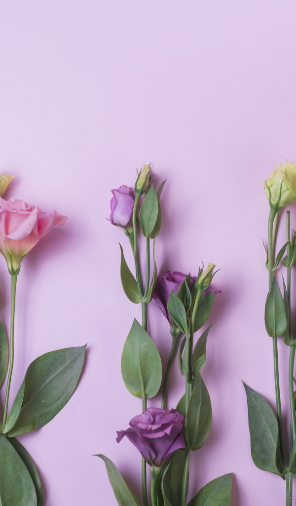 Цветы эустомы на розовом фоне