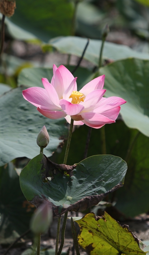 Экзотический цветок лотоса в воде крупным планом