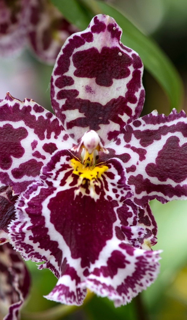 Экзотическая пятнистая орхидея крупным планом