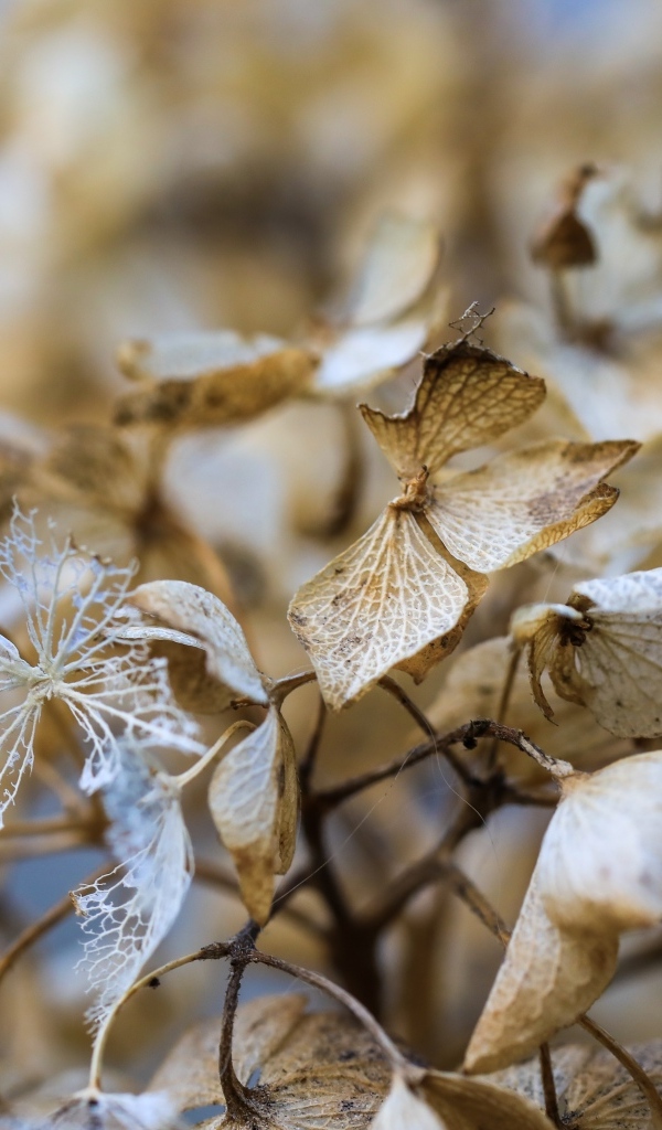 Отцветшие цветы гортензии крупным планом