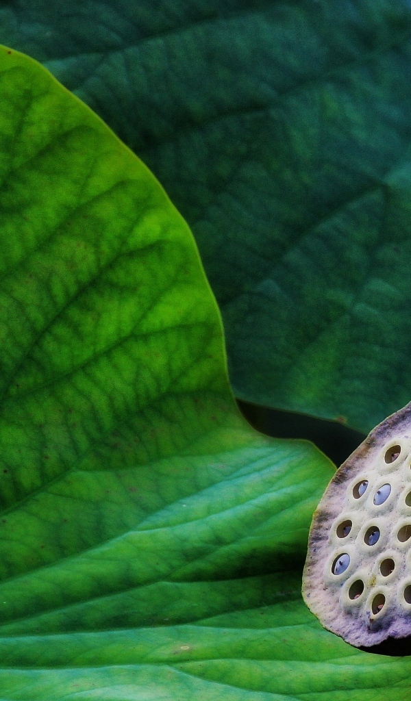 Отцветший цветок лотоса с зелеными листьями