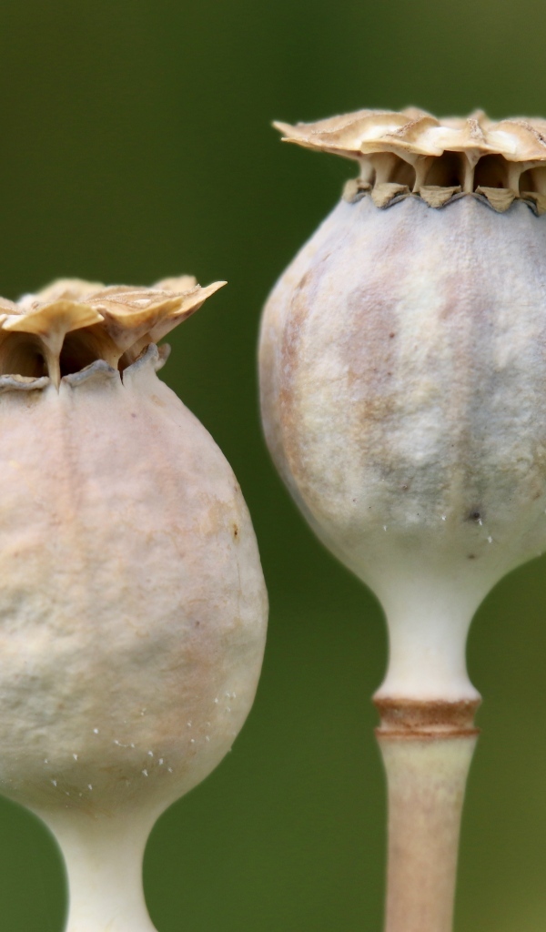 Отцветшие бутоны мака крупным планом