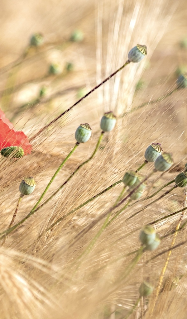 Отцветший  мак в колосьях пшеницы