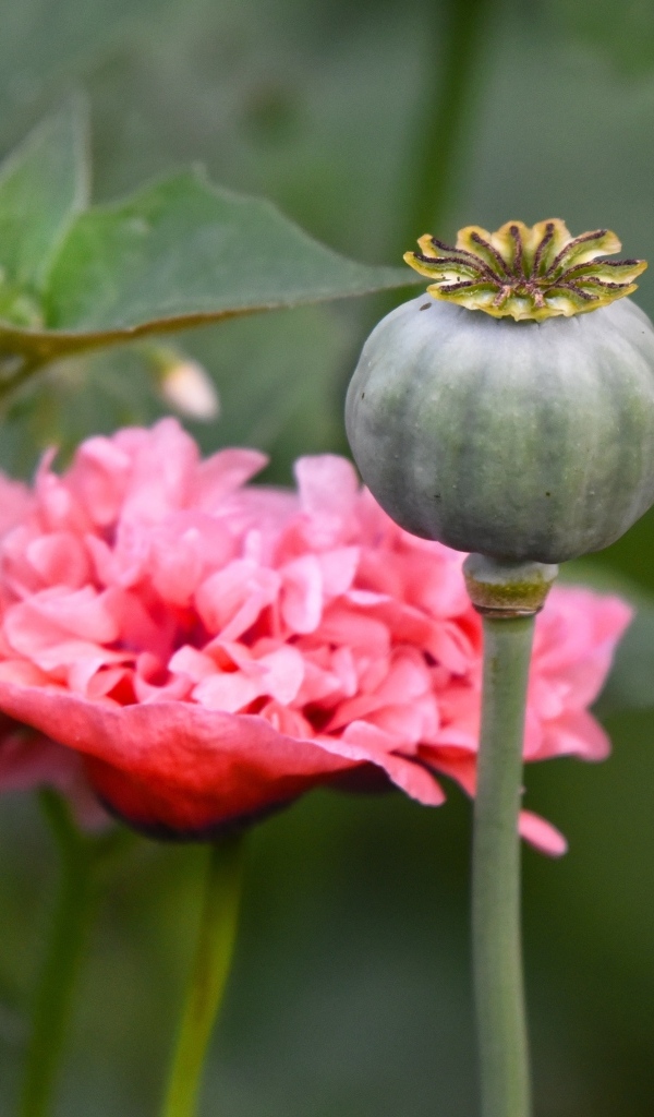 Отцветший стебель розового мака 