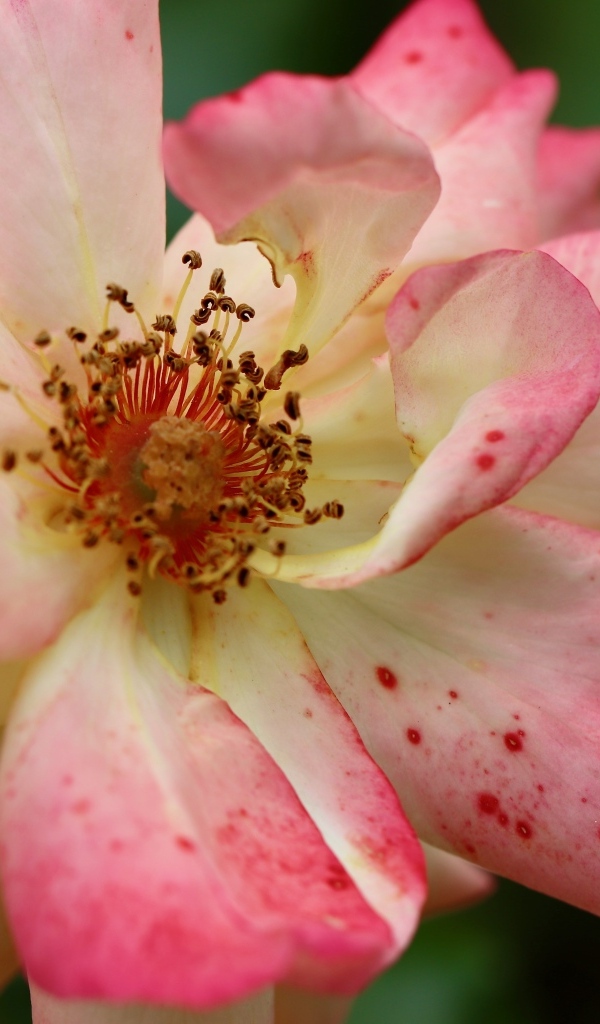 Отцветающая роза на клумбе крупным планом