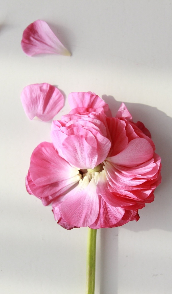 Опавший розовый цветок лютика на сером фоне