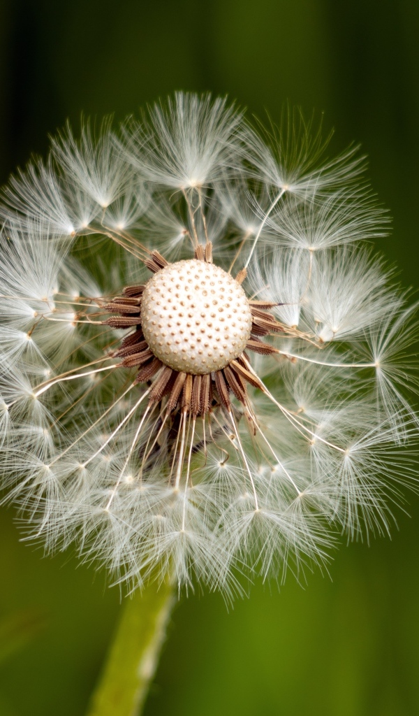 Опавший белый одуванчик