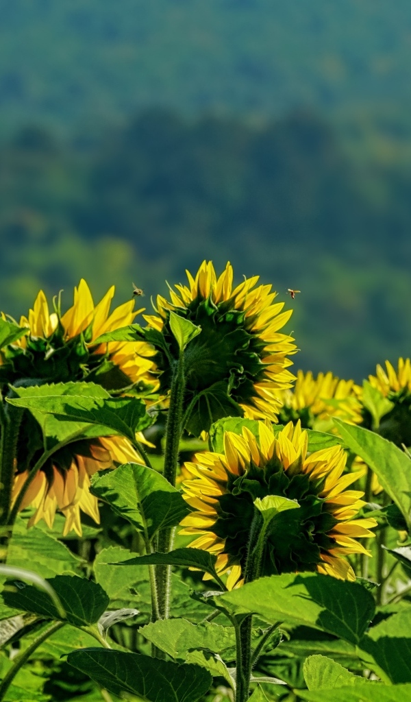 Поле цветущих подсолнухов в лучах солнца