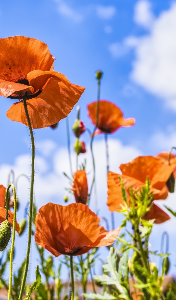 Поле красных маков в лучах солнца летом