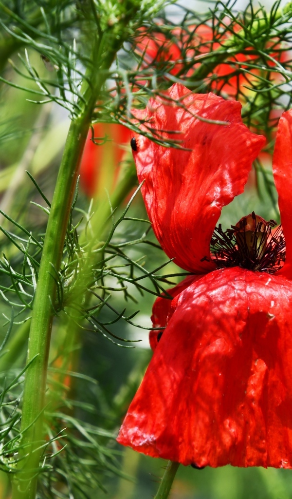 Полевой мак с красными лепестками в зеленых листьях