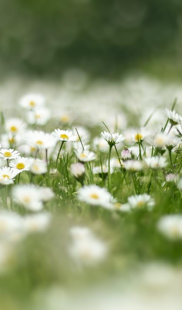 Поле с нежными белыми цветами маргаритки