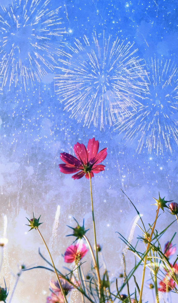 Салют в небе над цветами космеи