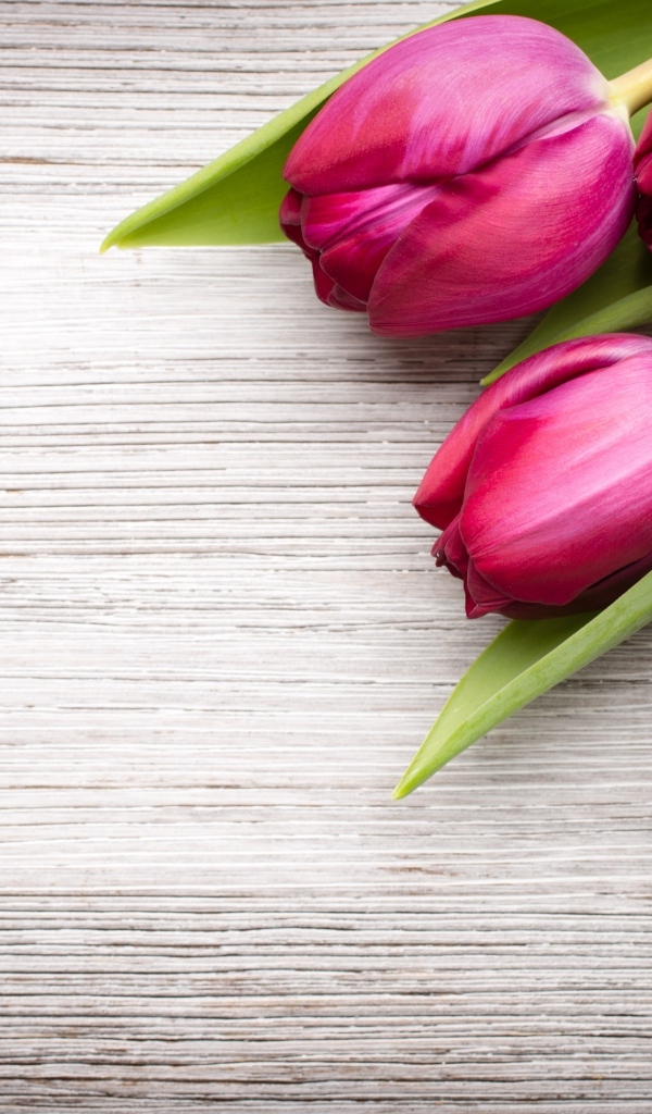 Пять розовых тюльпанов на деревянном фоне