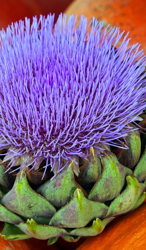 Цветущий артишок и тыква крупным планом