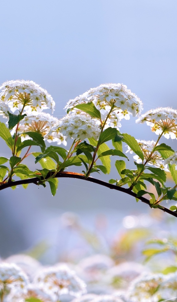 Цветущие ветки дерева весной на фоне неба