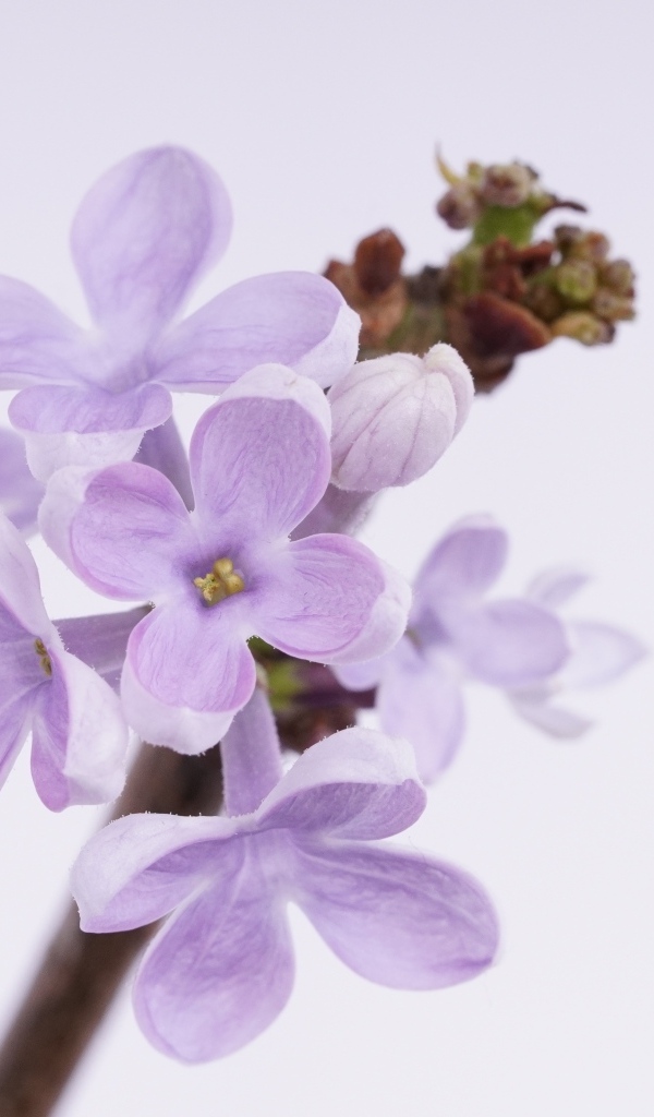 Ароматные распускающиеся цветы сирени на сером фоне