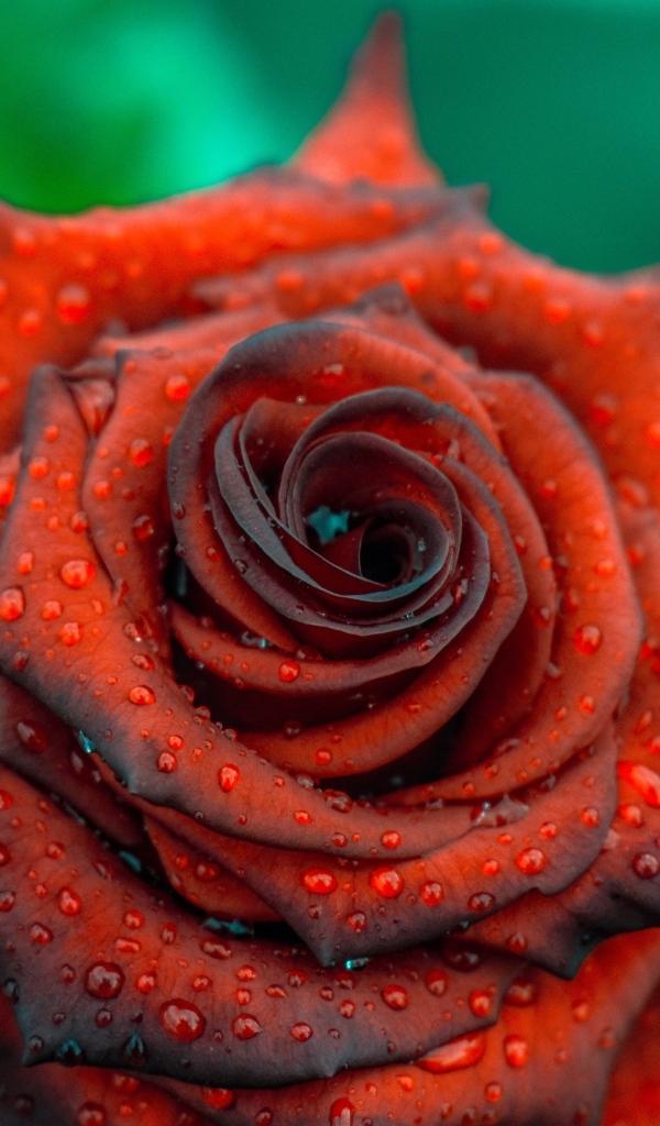 Ароматная бордовая роза в каплях росы