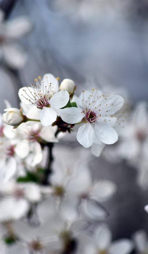Ароматные цветы вишни на ветках 