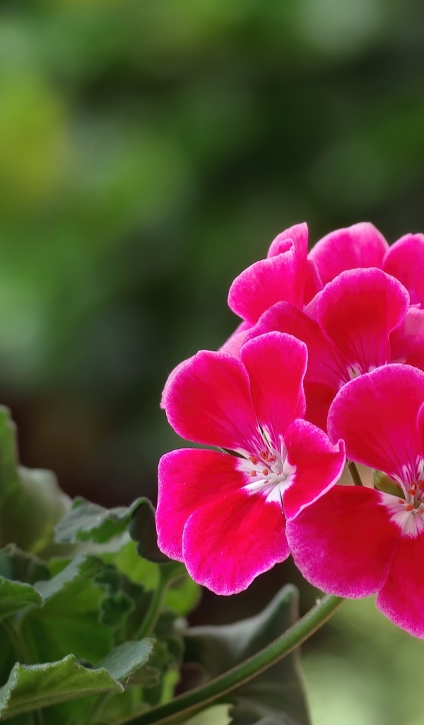 Ароматный цветок розовой герани