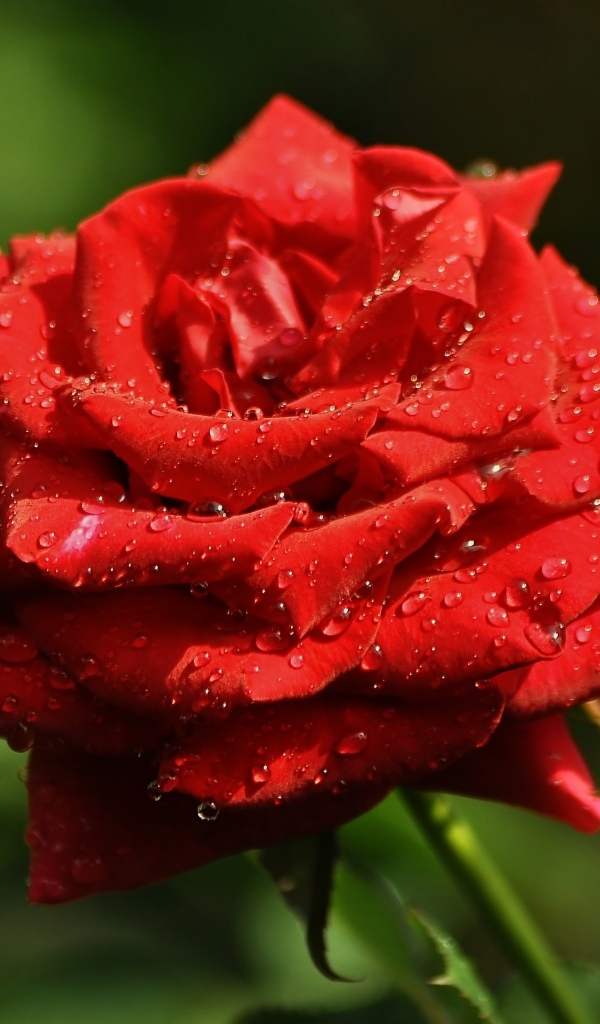 Ароматная красная роза в саду под дождем