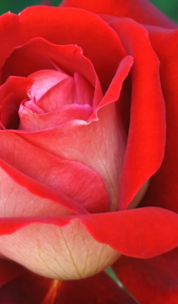 Ароматная красная чайная роза крупным планом