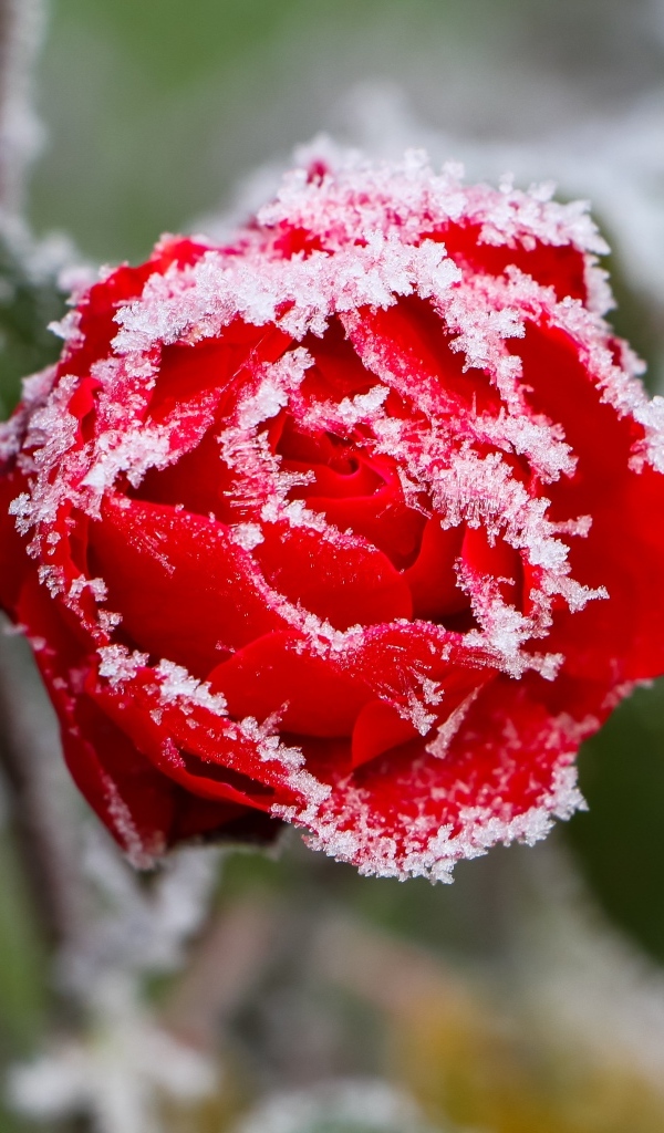 Покрытая холодным инеем красная роза