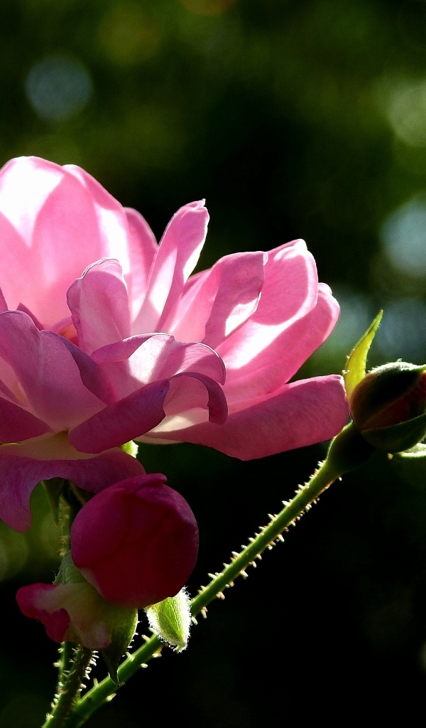 Садовая розовая роза в лучах солнца