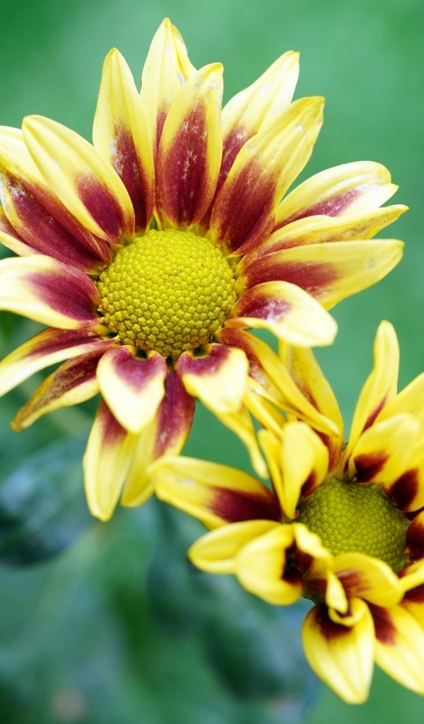 Цветы газания с бутонами крупным планом