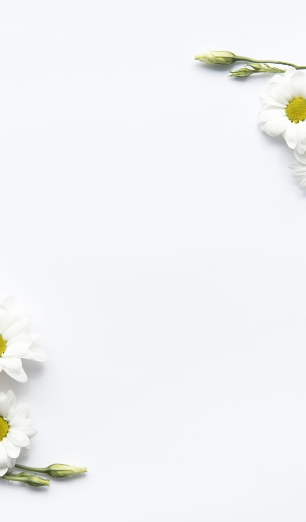 Цветы герберы и хризантемы на белом фоне