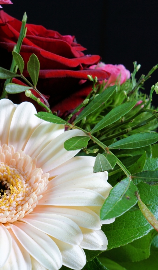 Цветок герберы в букете с красными розами