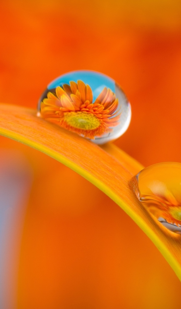 Цветы герберы в каплях роса на листке 