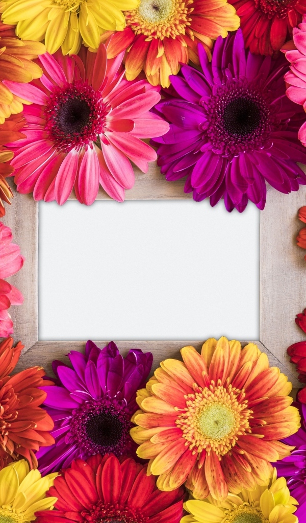 Цветы герберы с белым листом бумаги