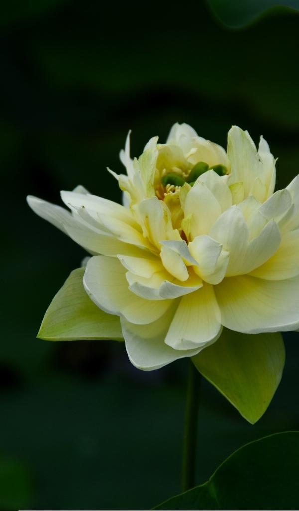 Золотой лотос с бутоном крупным планом