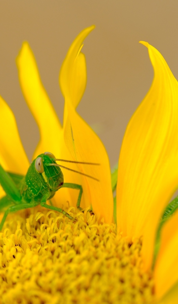 Зеленый кузнечик на желтом подсолнухе