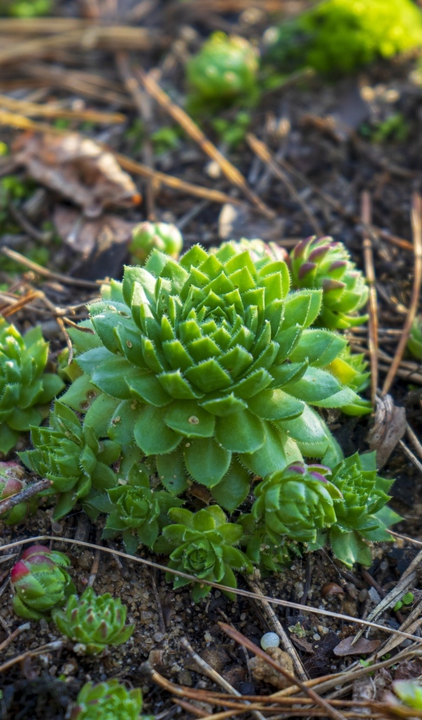 Зеленые растения суккуленты на земле
