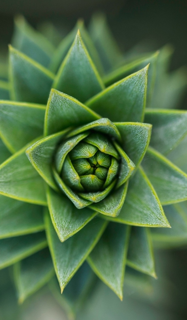 Зеленый цветок суккулент крупным планом